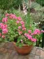 Pot Geraniums 